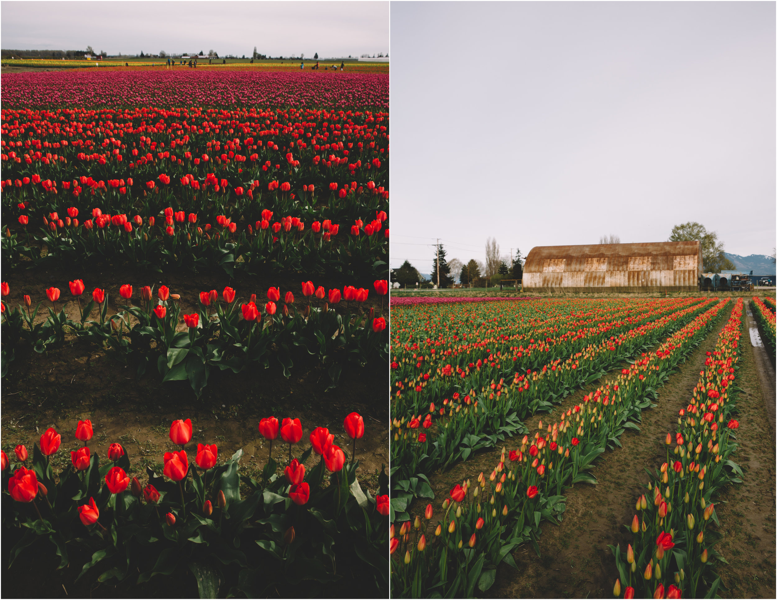 Tulips_12.jpg