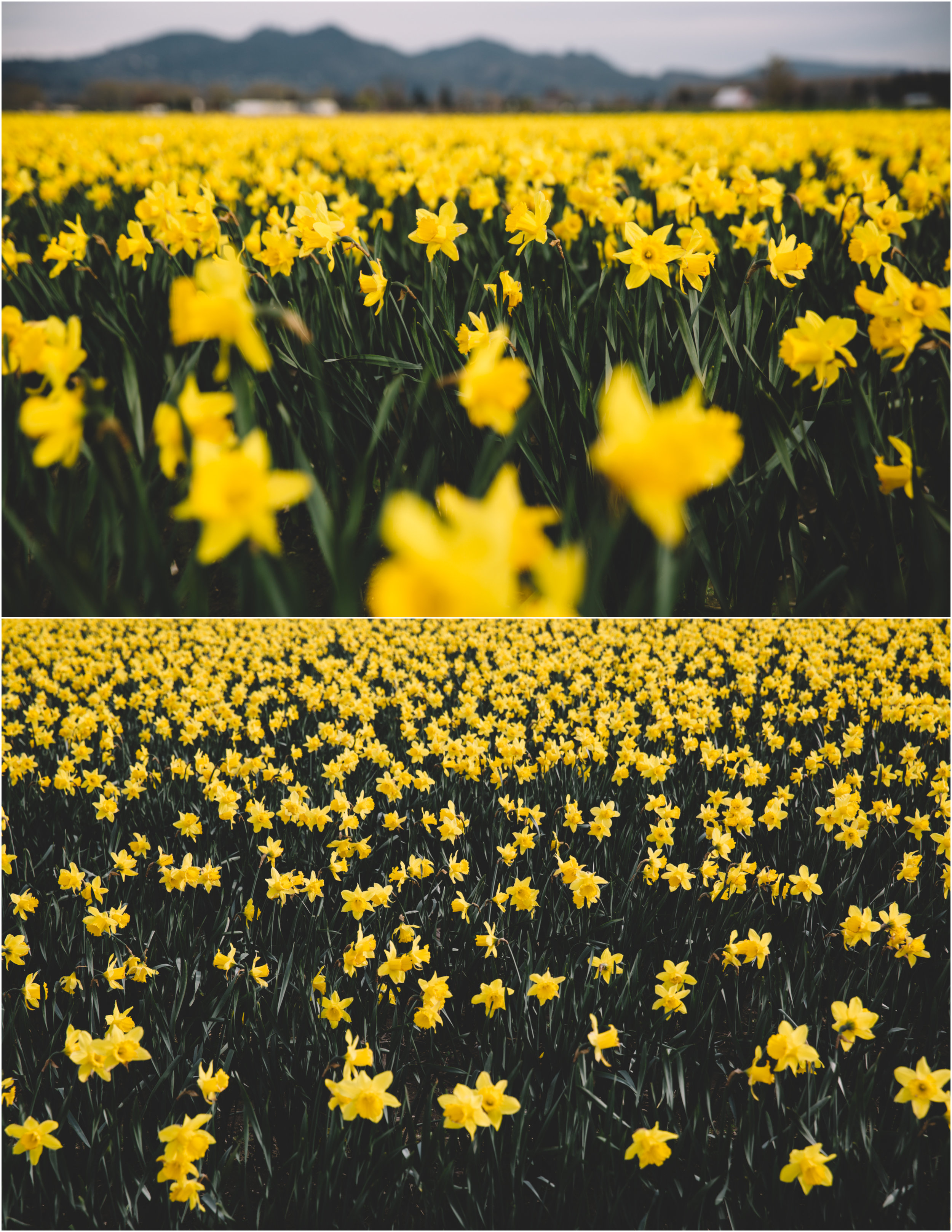 Tulips_15.jpg