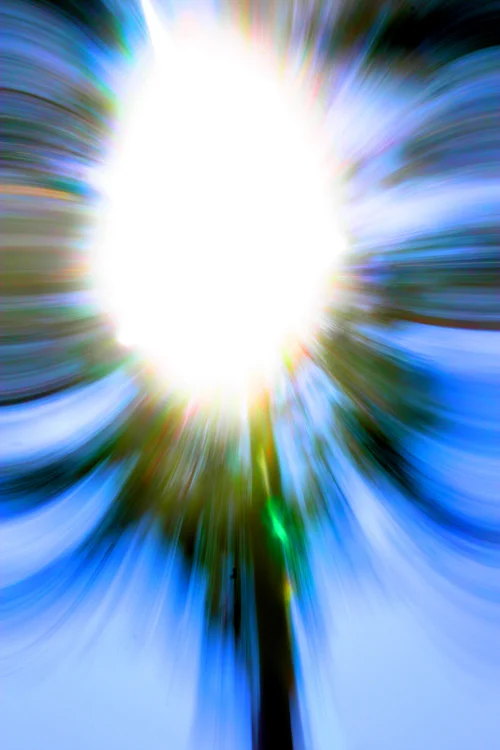 tree.jpg