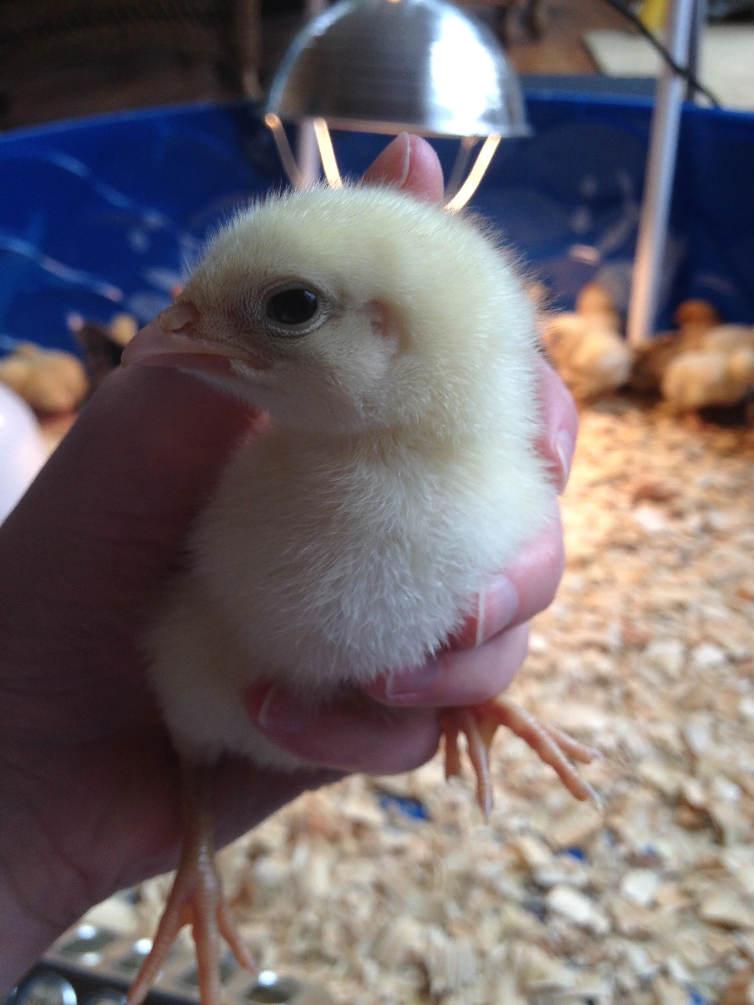Look how cute these guys are!