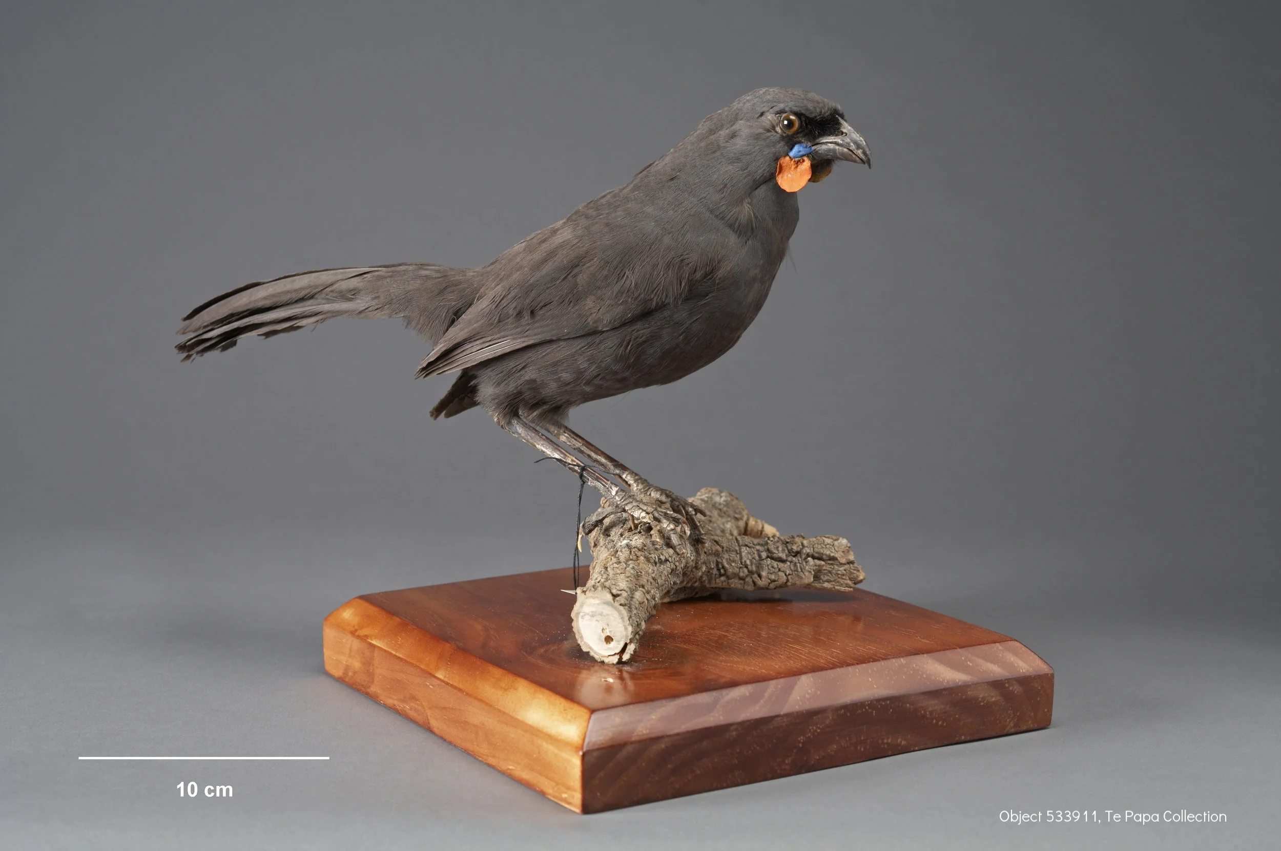 Object 533911 from the Te Papa collection