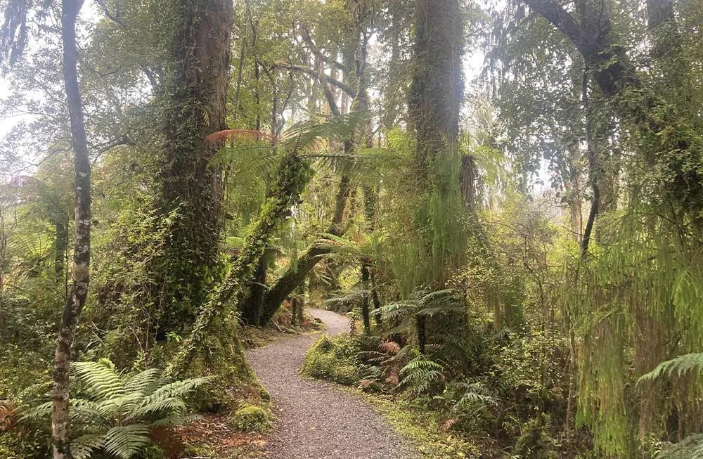 Ship Creek DOC swamp-forest-walk-1000.jpg