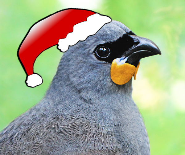 Christmas kokako - Tara Swan image 600.png