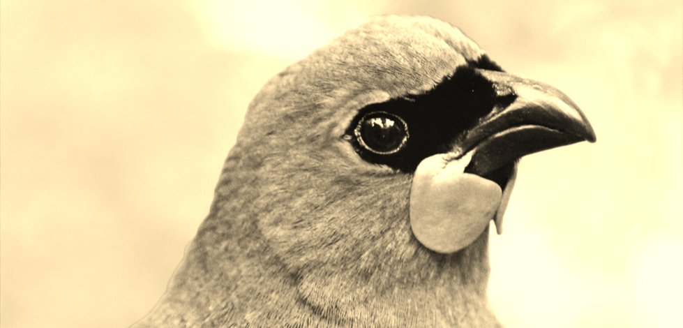 Tara Swan image in sepia.png