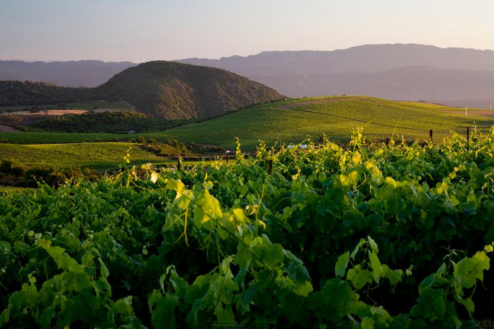 Photos courtesy of Stagecoach Vineyard and Suzanne Becker Bronk Photography
