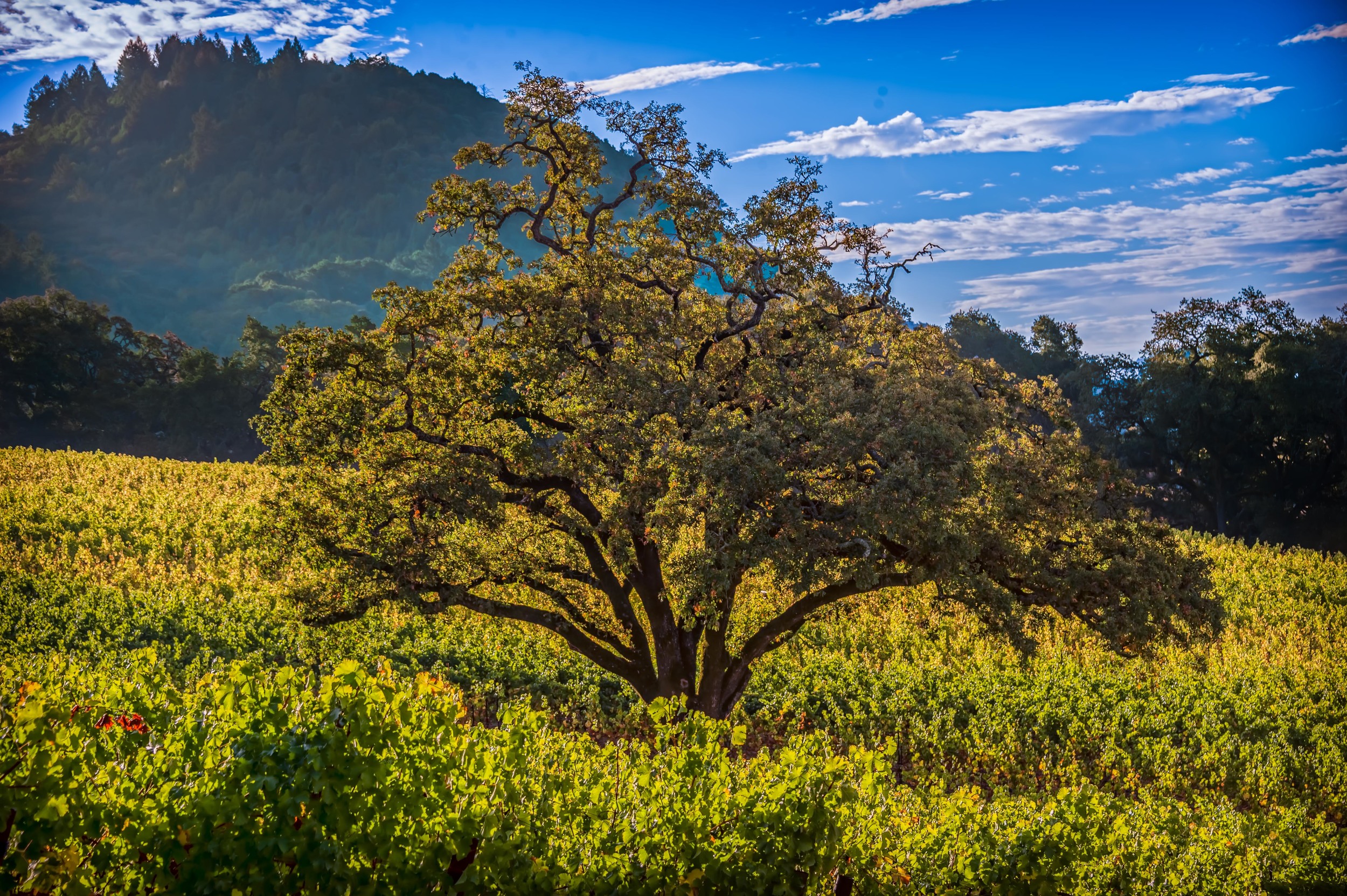  Photos courtesy of Kick Ranch Vineyard 