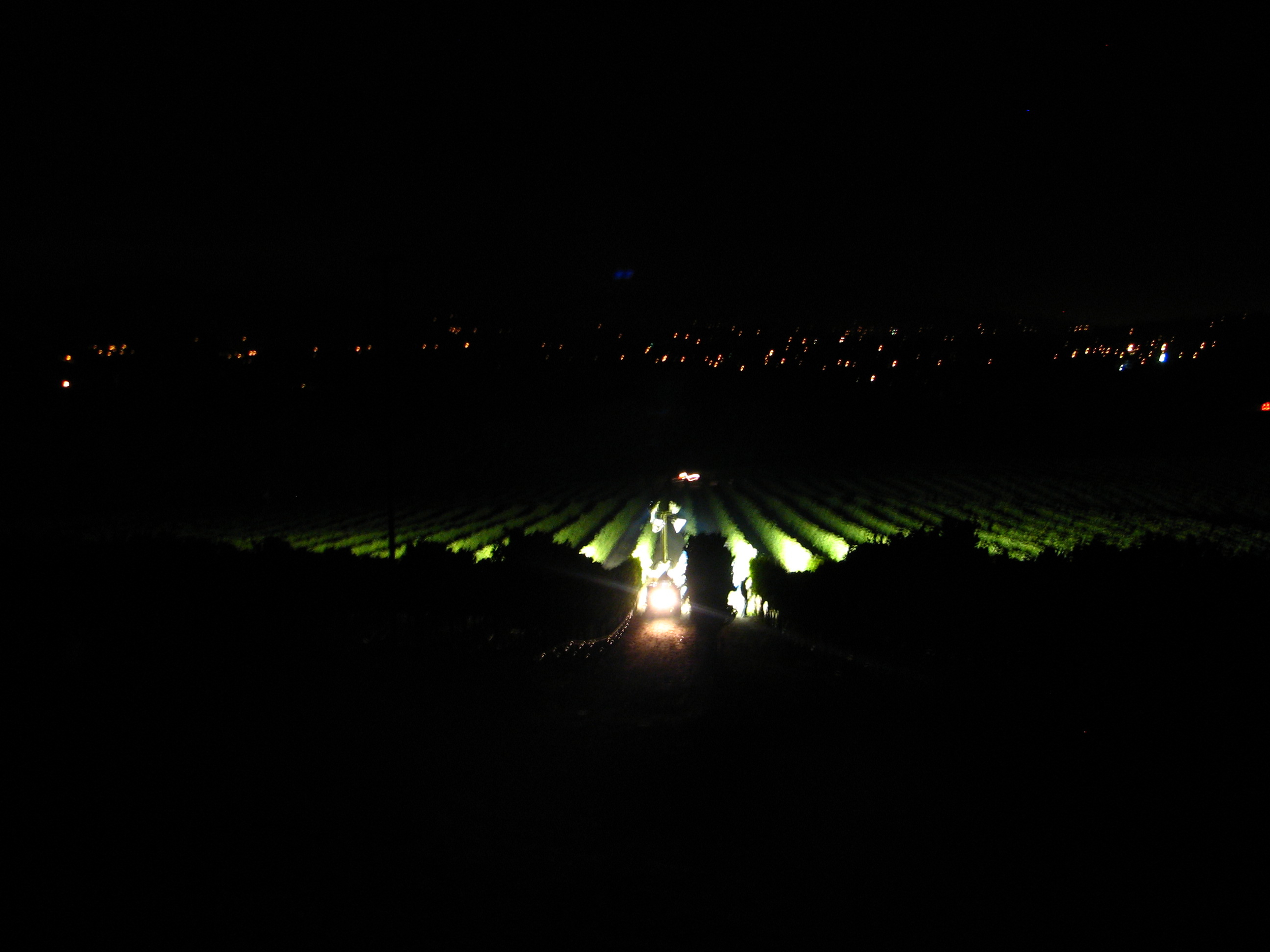 Night Harvest at Kick Ranch Vineyard
