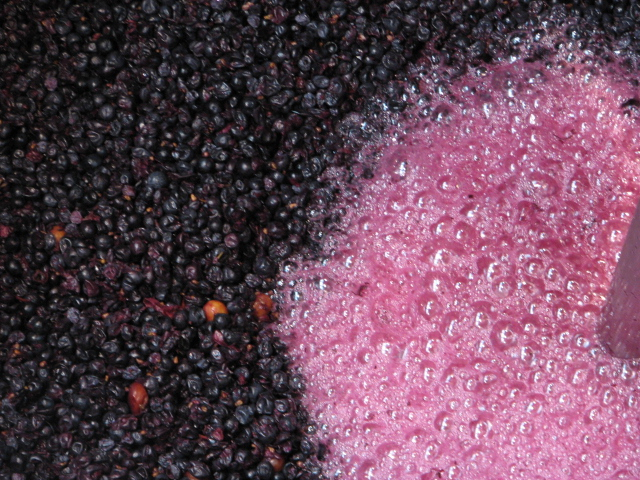 Syrah mid-fermentation with Rousanne