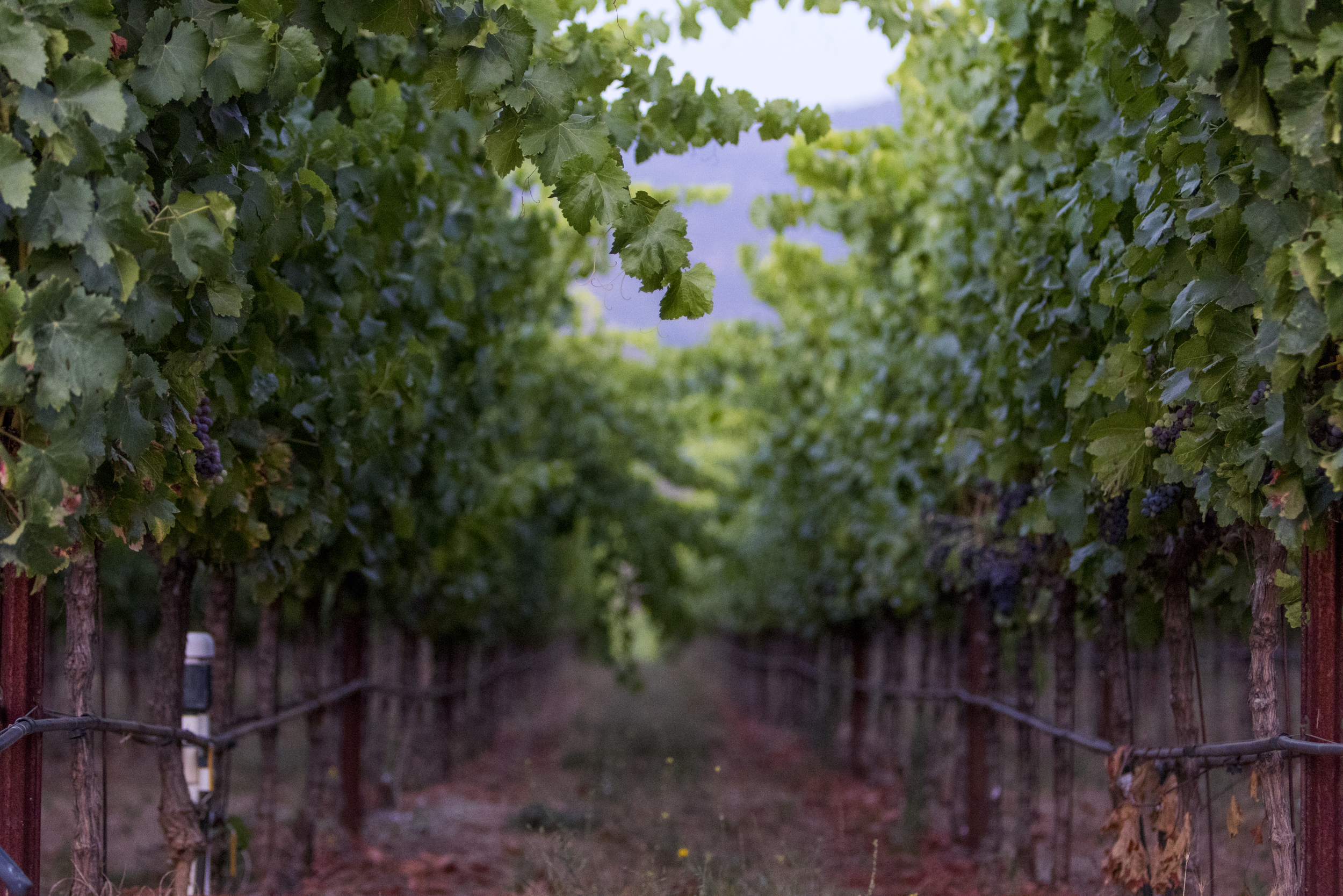 Syrah block at Stagecoach Vineyard. Photo courtesy of Suzanne Becker Bronk Photography