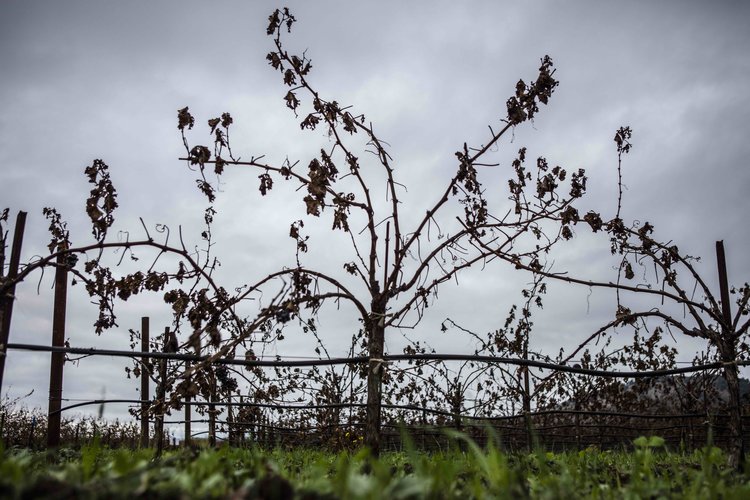 Head+Trained+Grenache+-+McGah+Vineyard.jpg