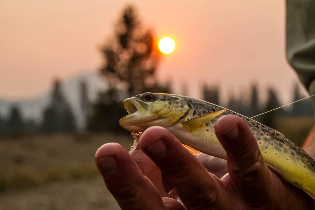 Brook Trout