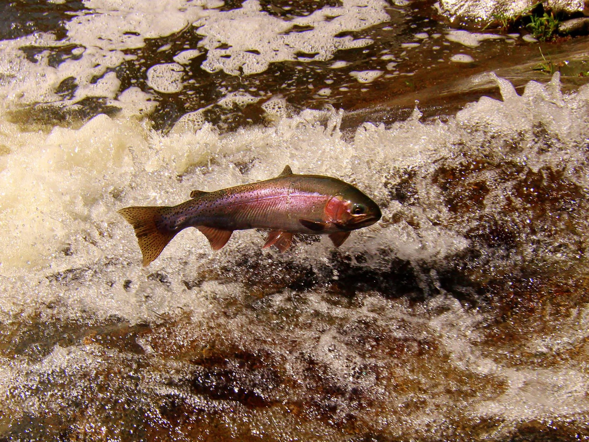 Migrating Rainbow Trout