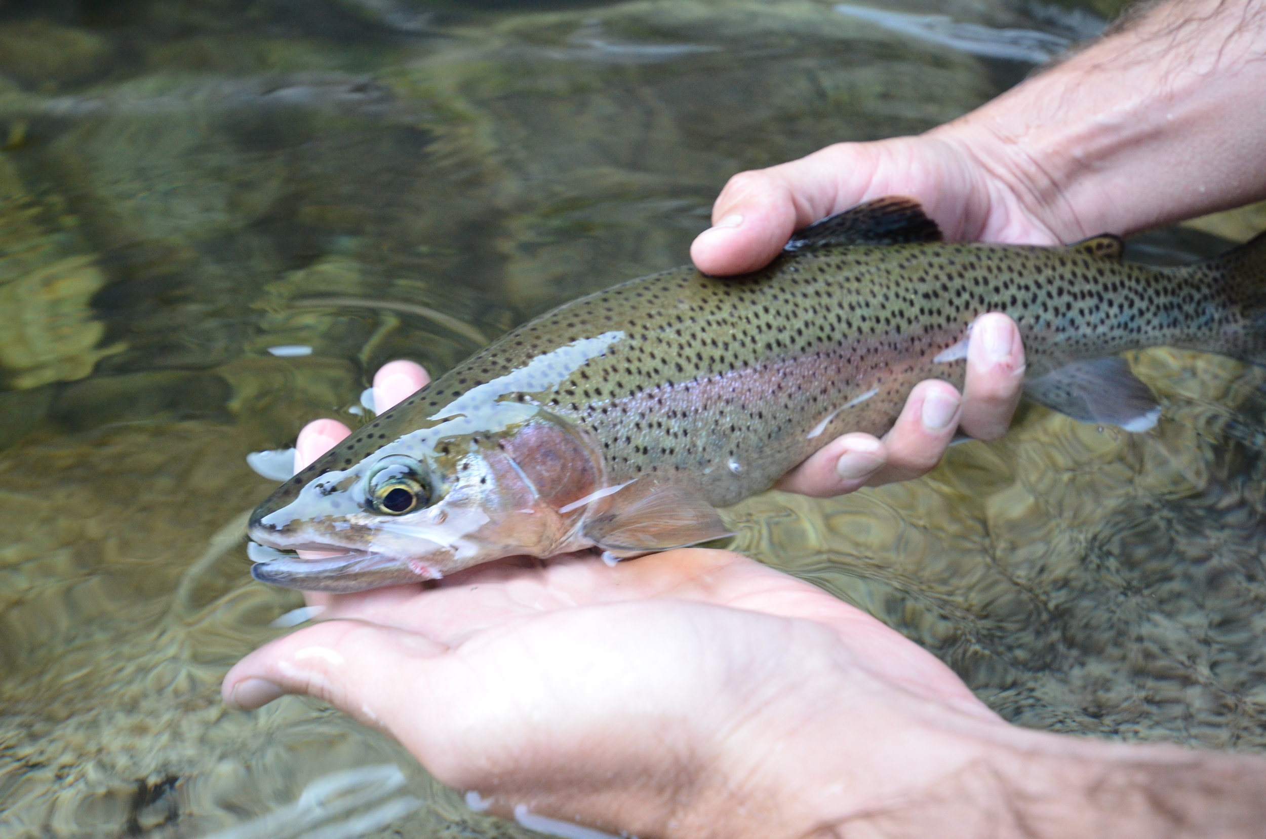 Fly Fishing Yosemite National Park