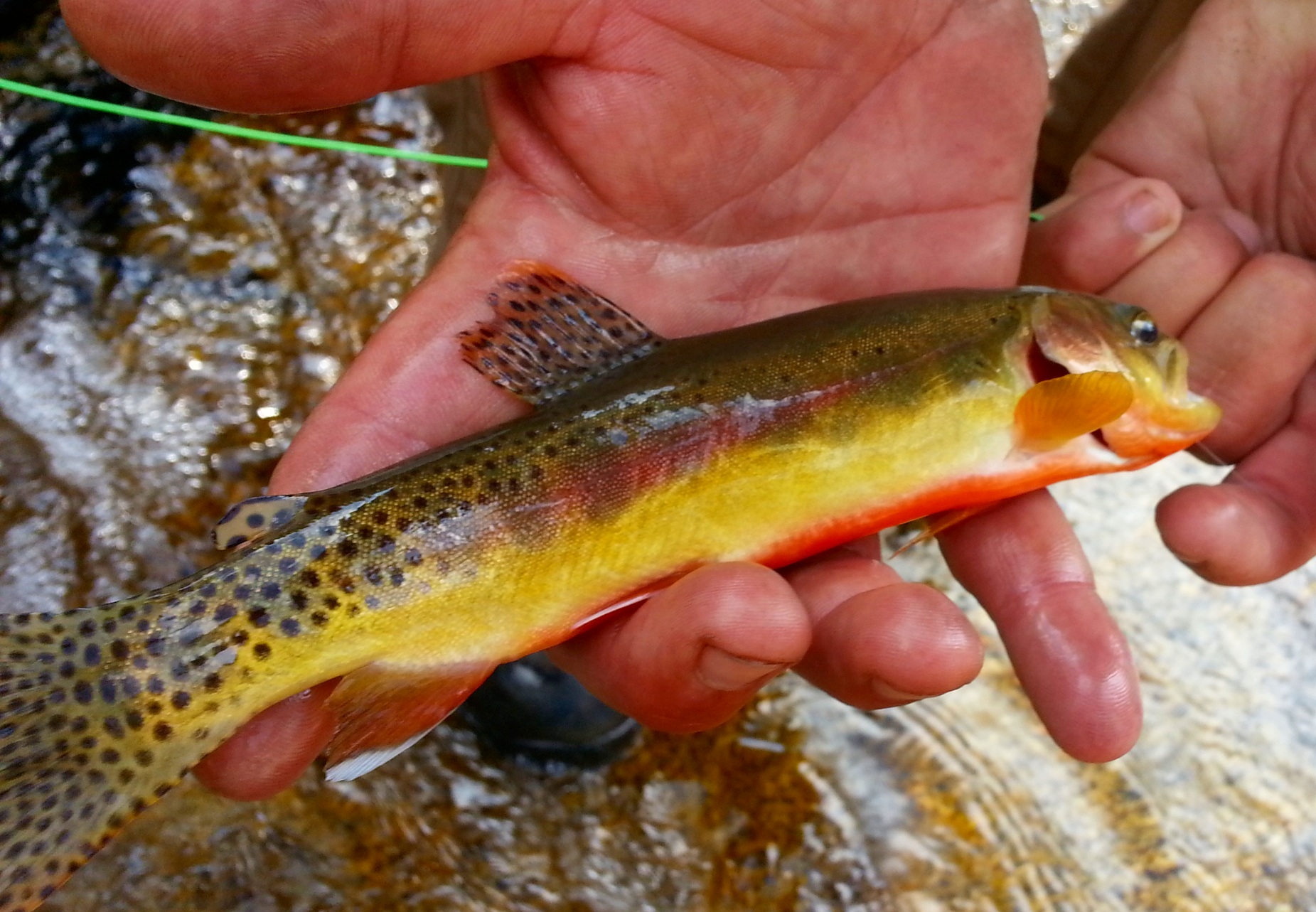 Golden Trout