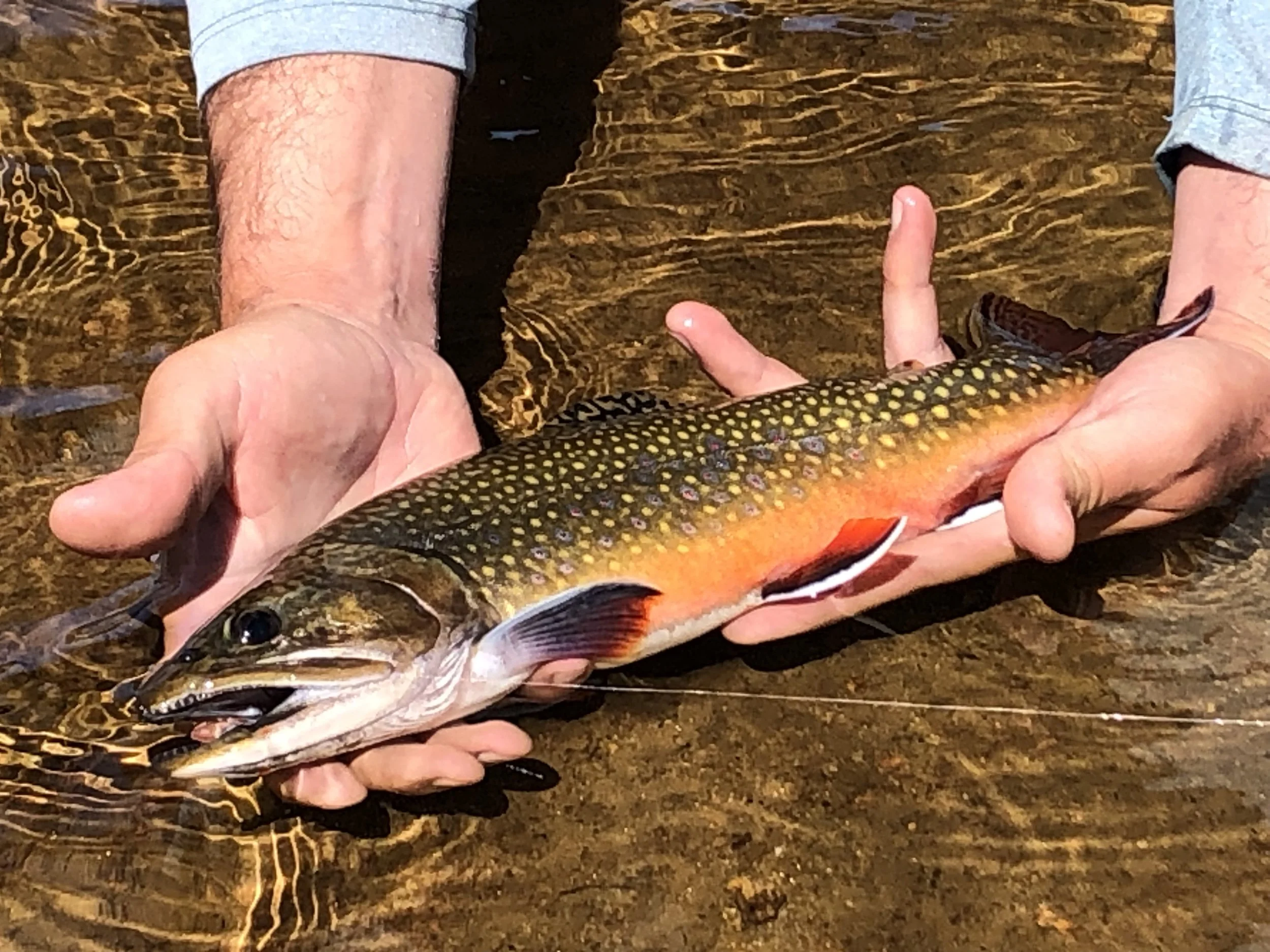 Brook trout in High Sierra