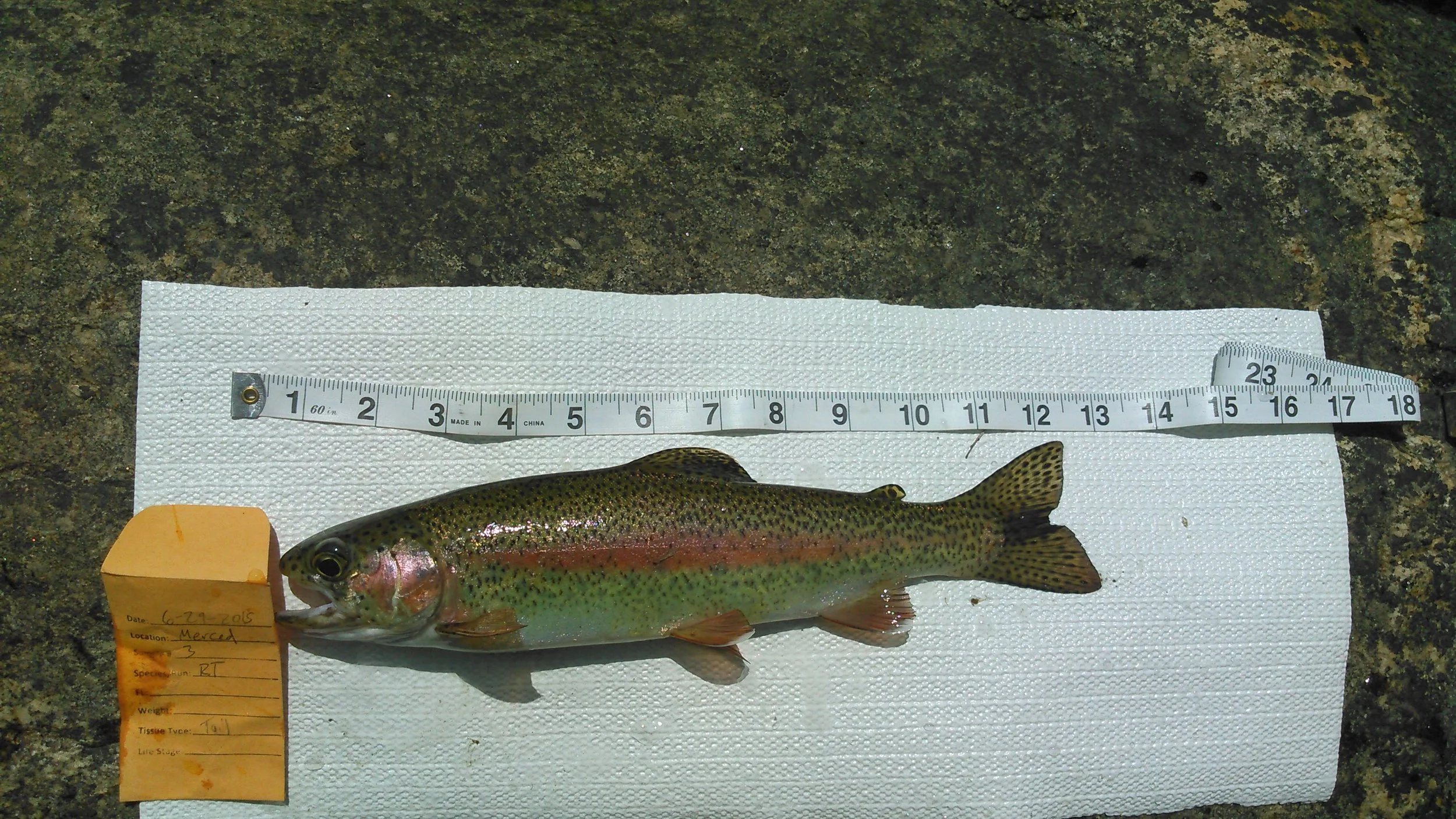 Sampling Rainbow Trout to find Yosemite Steelhead