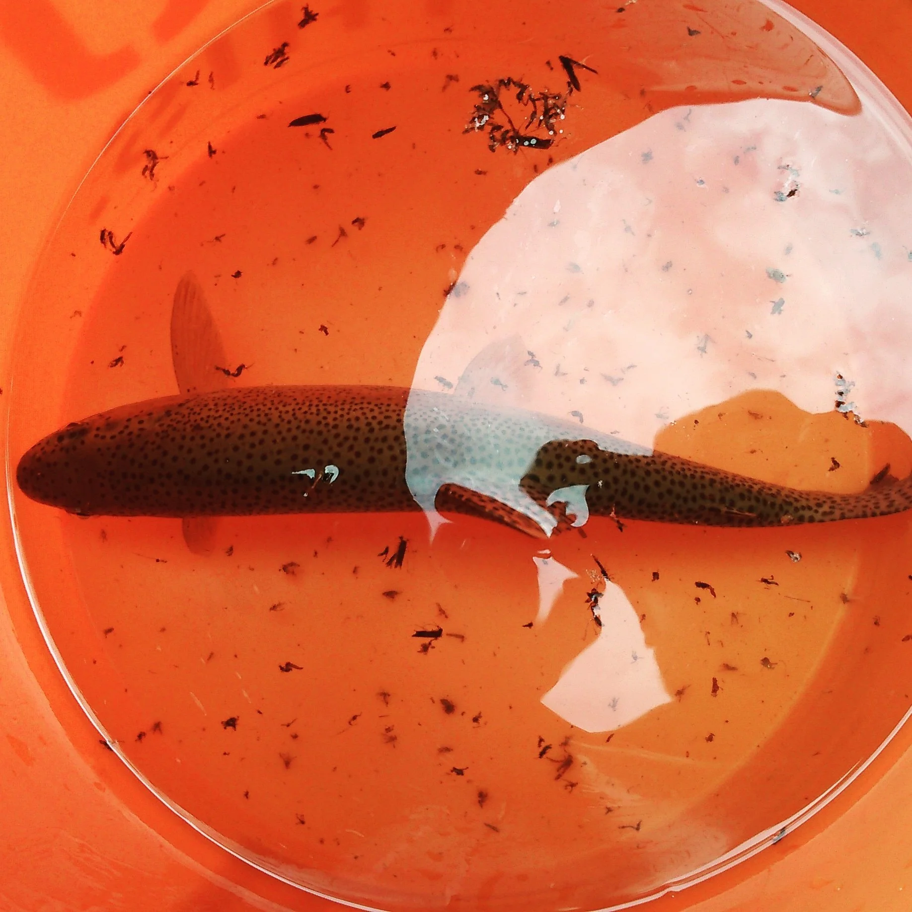 Steelhead Genetics Study with NOAA