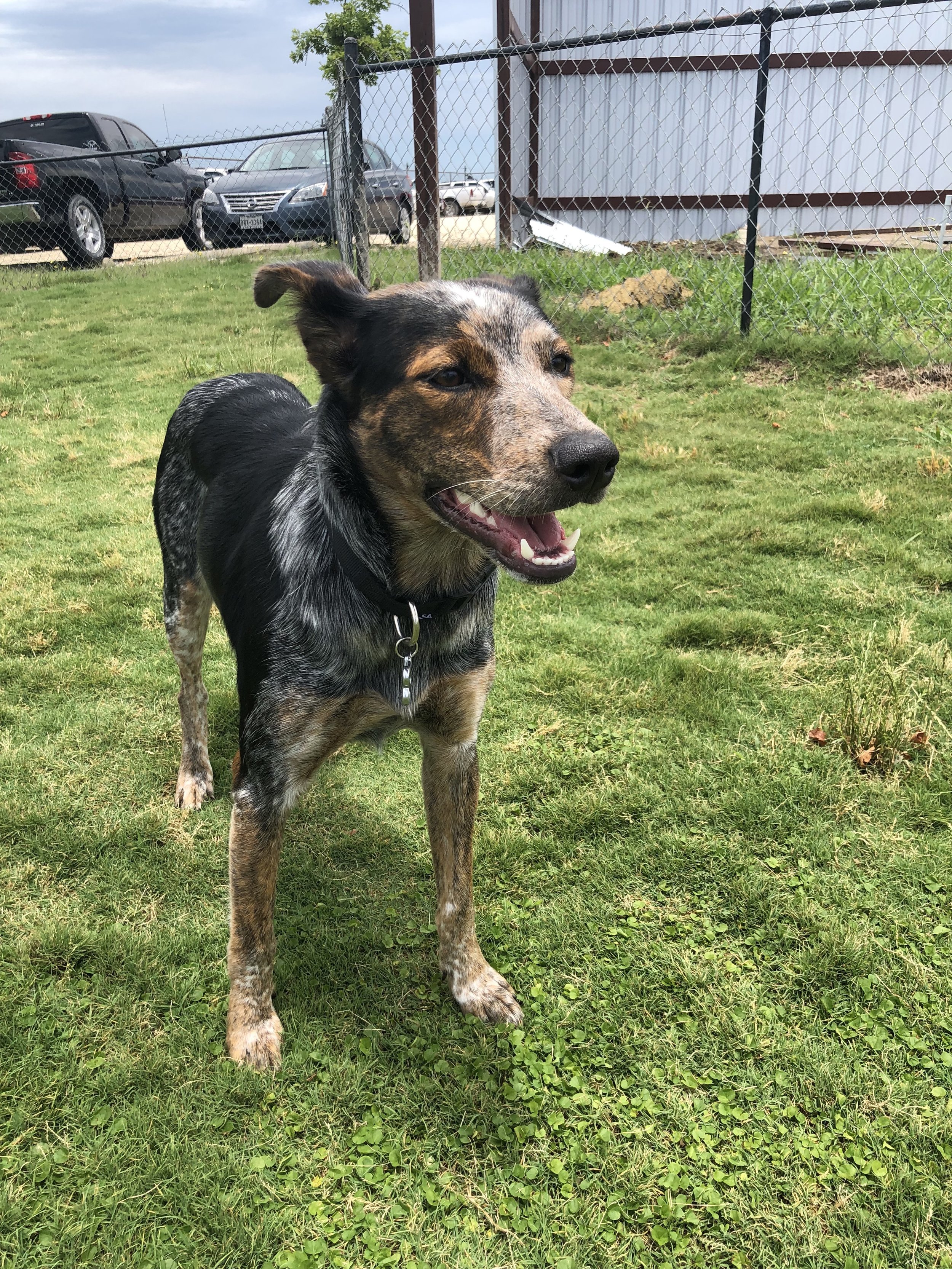 Life Update: We Got a Puppy!