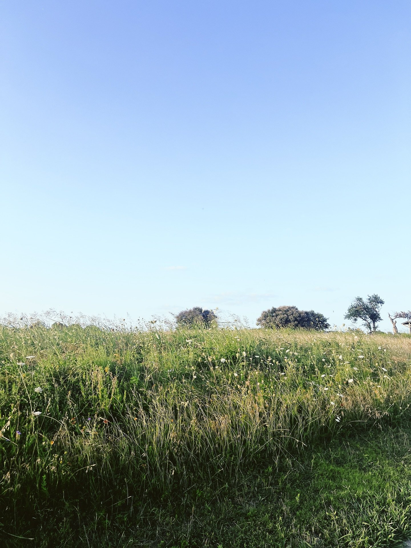Finding a little sunshine at White Rock after a rainy week ☀️

#dallas #whiterocklake #explore #adventure #summer #summertime #meadow #wildflowers