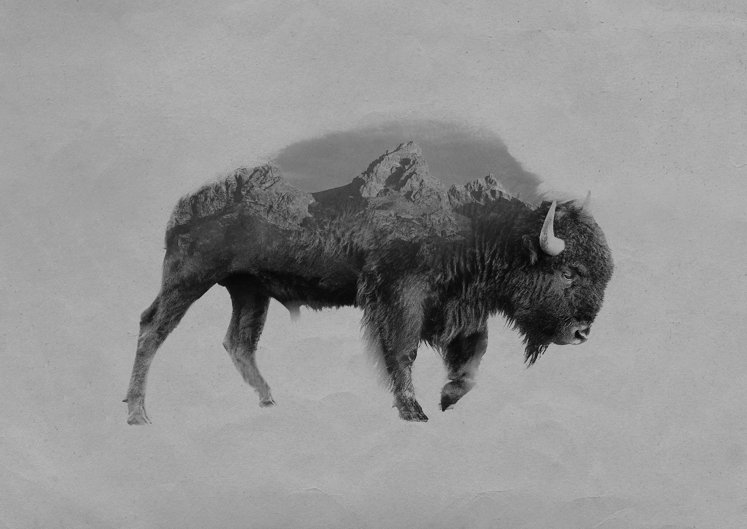 printBWlargebison.jpg