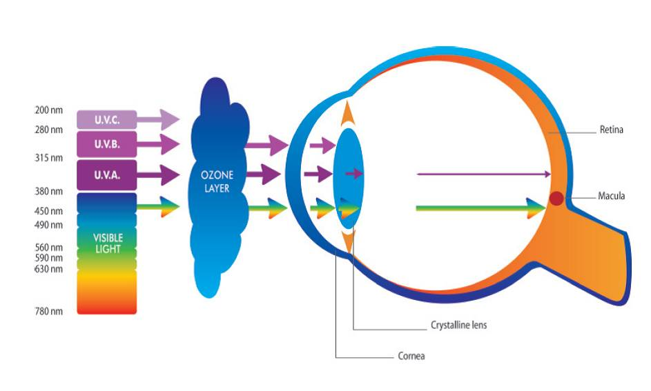 Image showcasing How can blue light affect your eyes. — Eyes of Howick | Optometrists