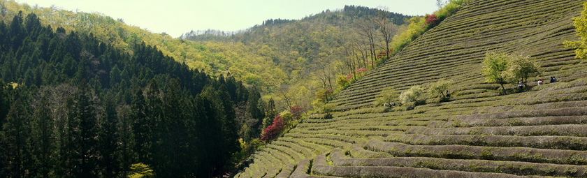 Boseong Tea Fields