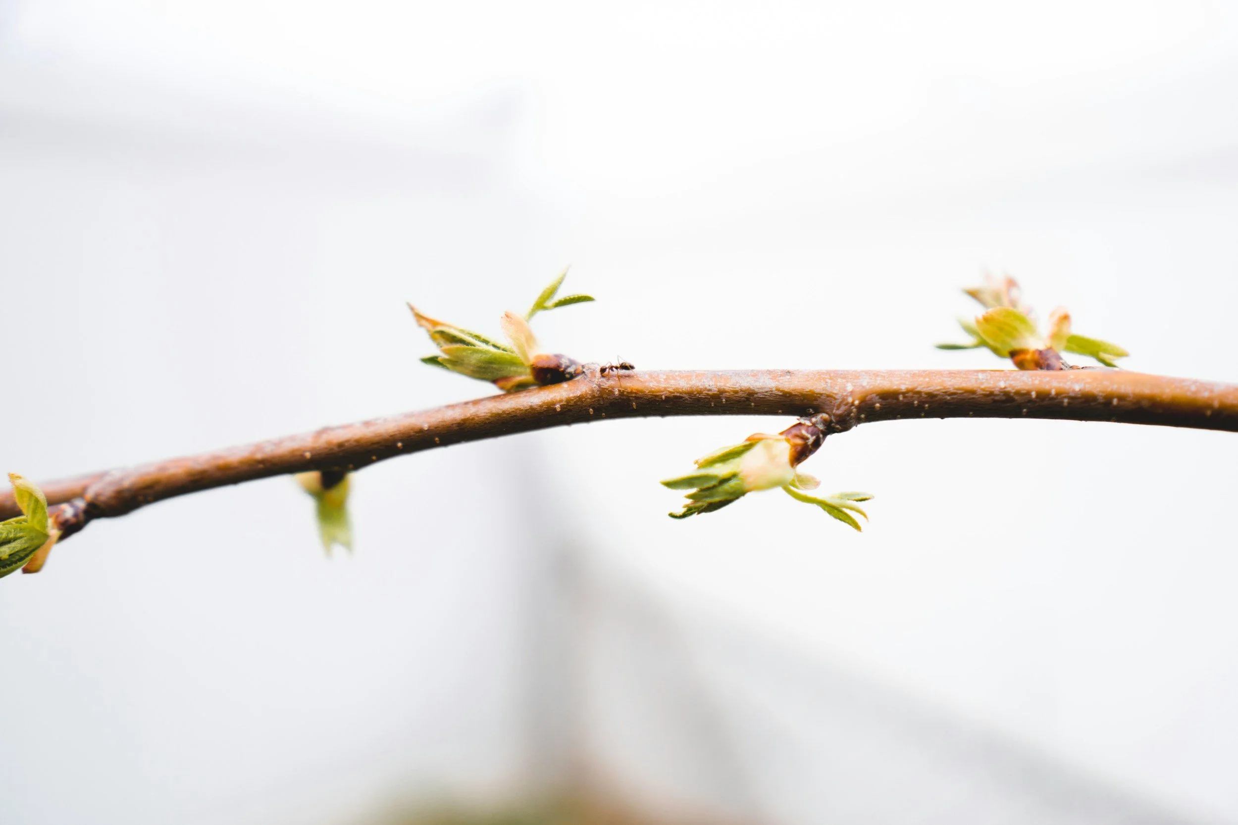 Embracing Impermanence: The Path to Wisdom and Freedom