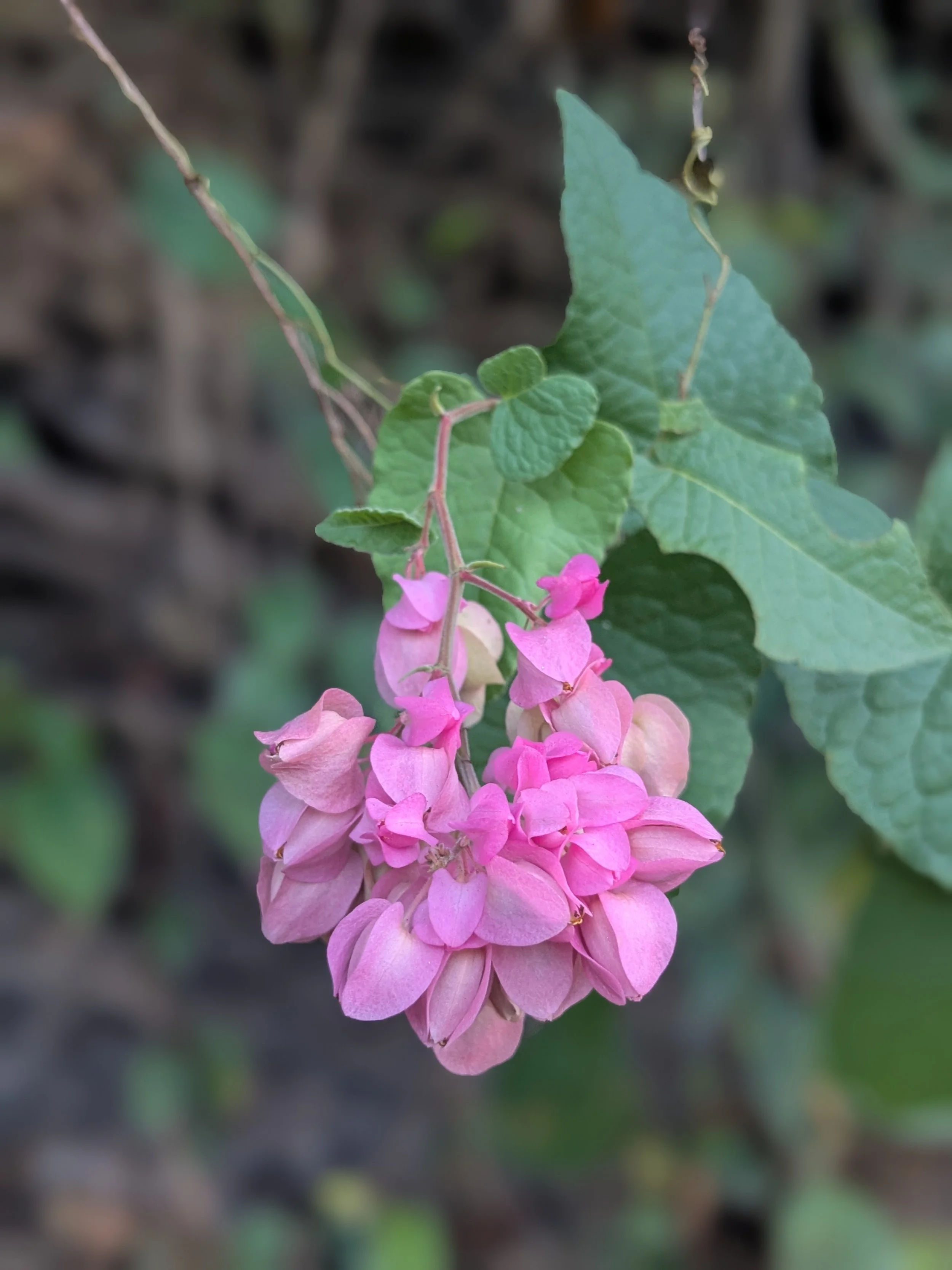 Call me Humble by this definition