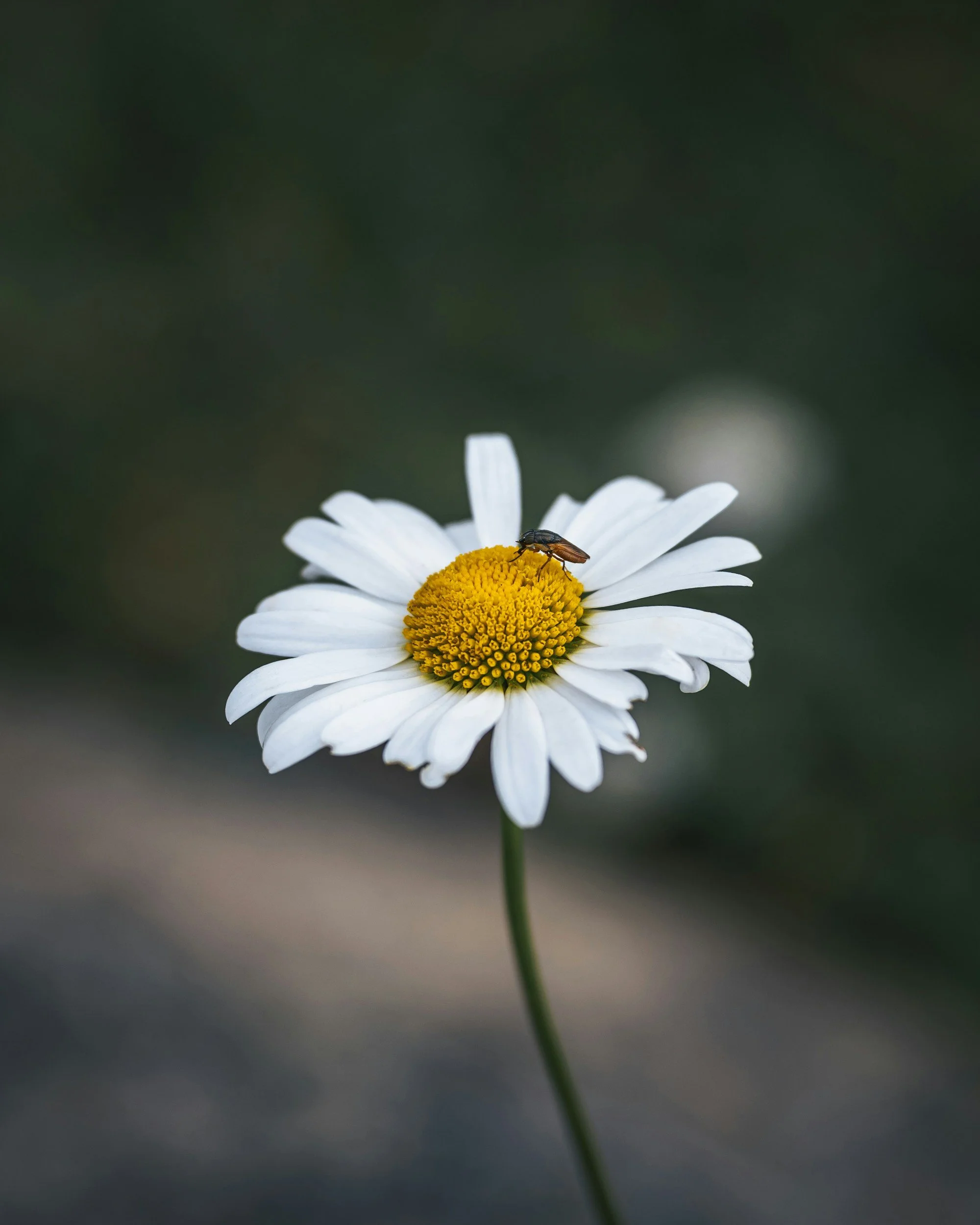 The Whisper That Holds Me Steady