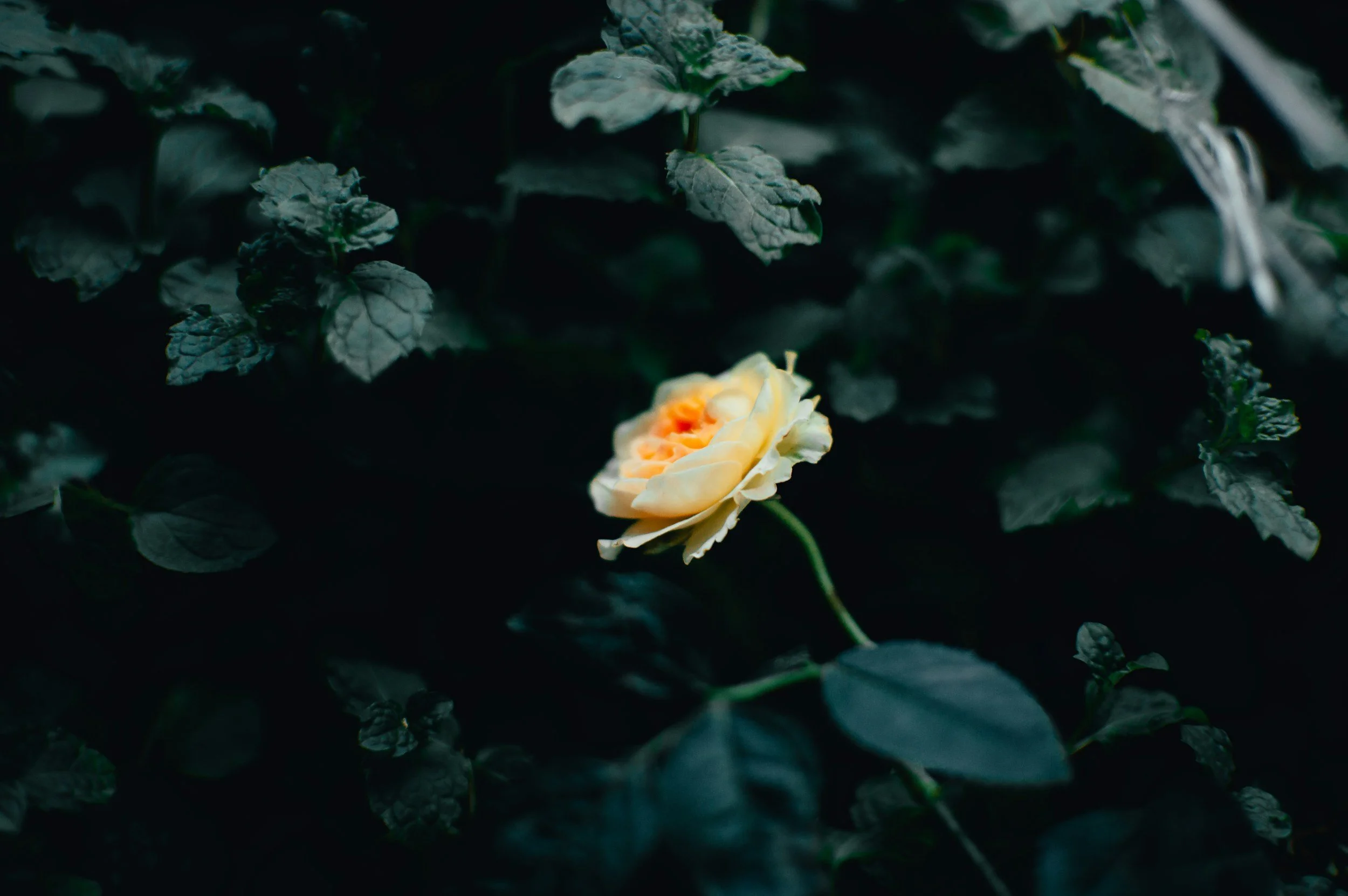 A New Year, In Your Own Way