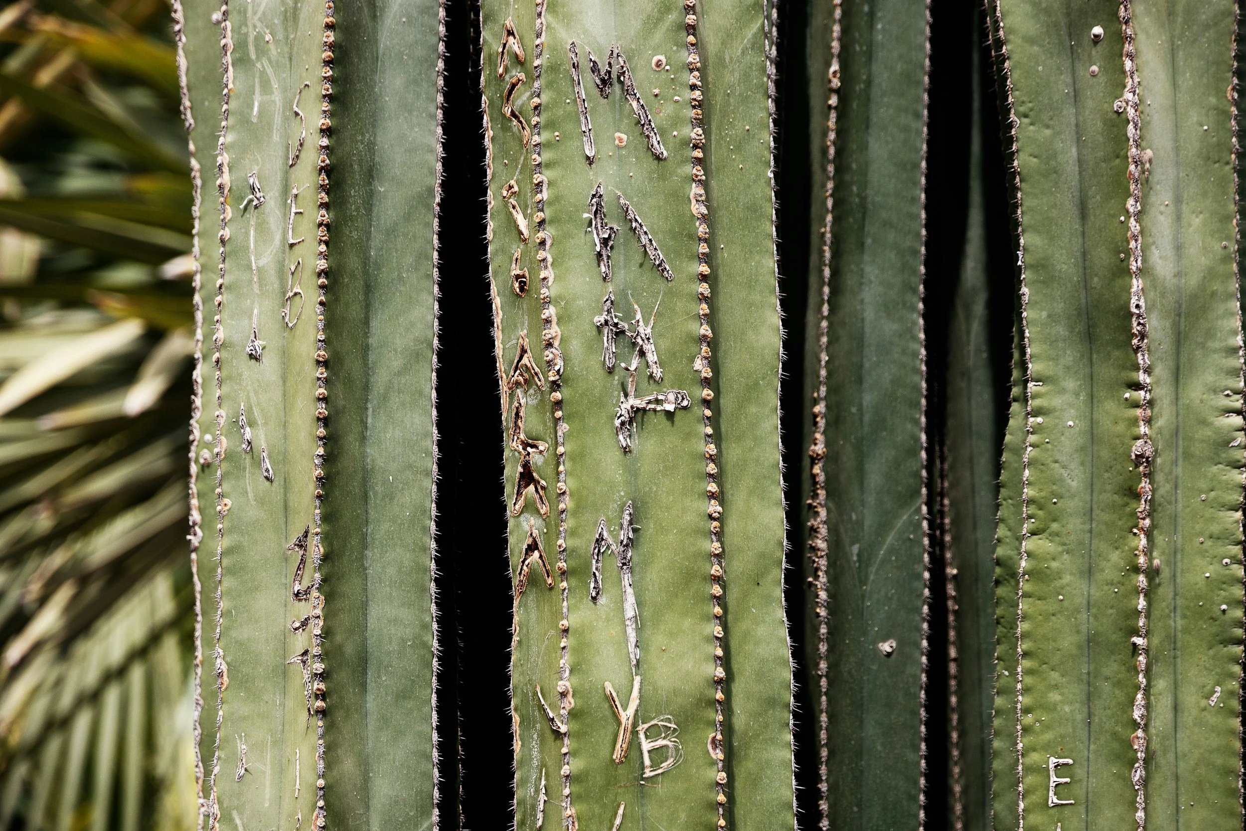 The Words I Plant