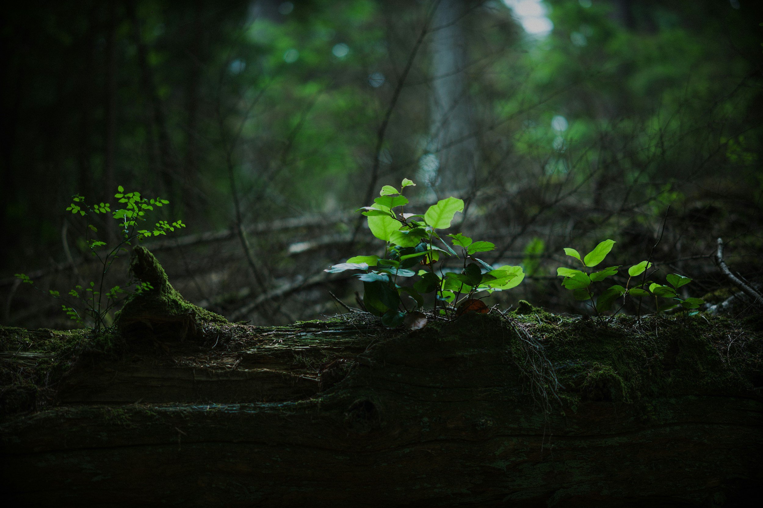 The Quiet Work of Growth