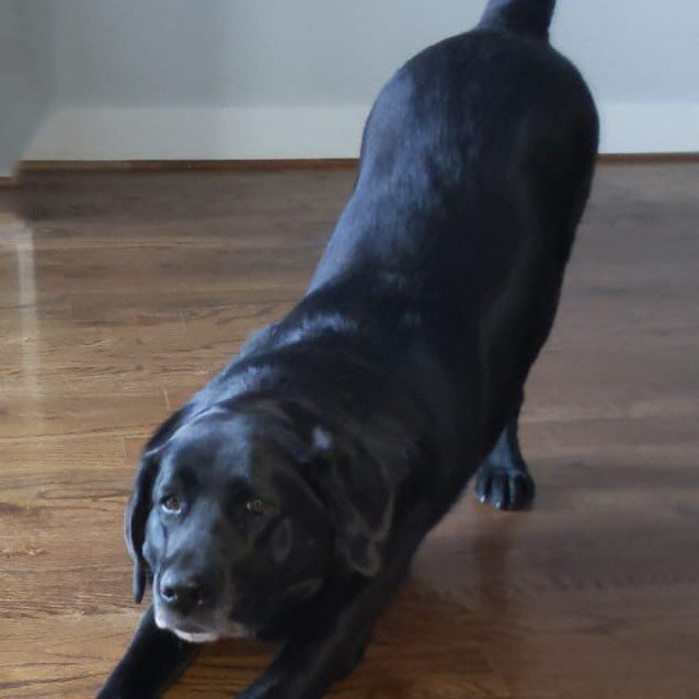 Yoga time 🙏 ...............................................#worldoflabradors #downwarddog #yoga #doga #blacklabrador #bestlabradors #englishlabrador #labsofinstagram #labradorretriever #blacklabsofinstagram #blacklab #blacklabpuppy #talesoflabs #lab