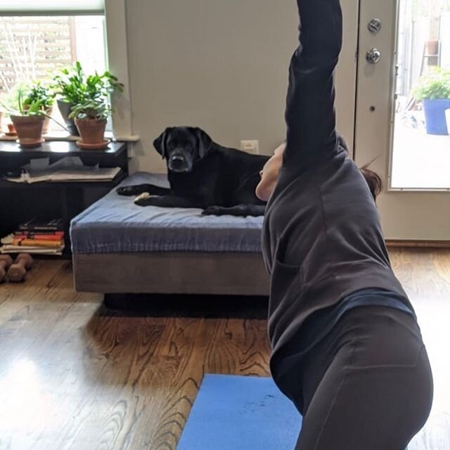 Oh no... again! What is my human doing? I cannot sleep anymore In my house.. they are always around... they are often in weird positions ... I don&rsquo;t understand 😰  #labradorretriever #blacklabrador #labsofinstagram #workfromhome #teleworking #w