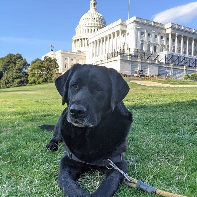 I like it here ⛱... #labsofinstagram #labradorretriever #blacklabpuppy #blacklabrador #labs_of_instagram #dc #dogsofinstagram #dcdog #cane #dogmoments #dogmodel #bestdogoftheworld #dogoftheday #dogsofinstagram #britishlabs #doglover #bestlabradors #c