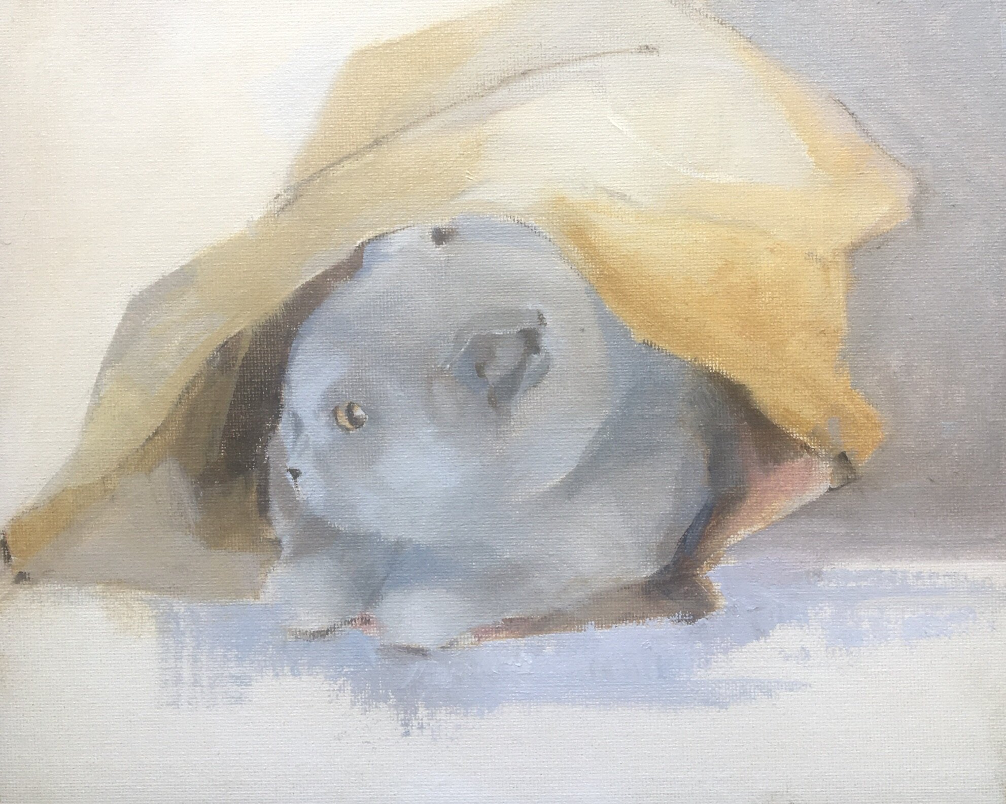 Self - isolation for cats