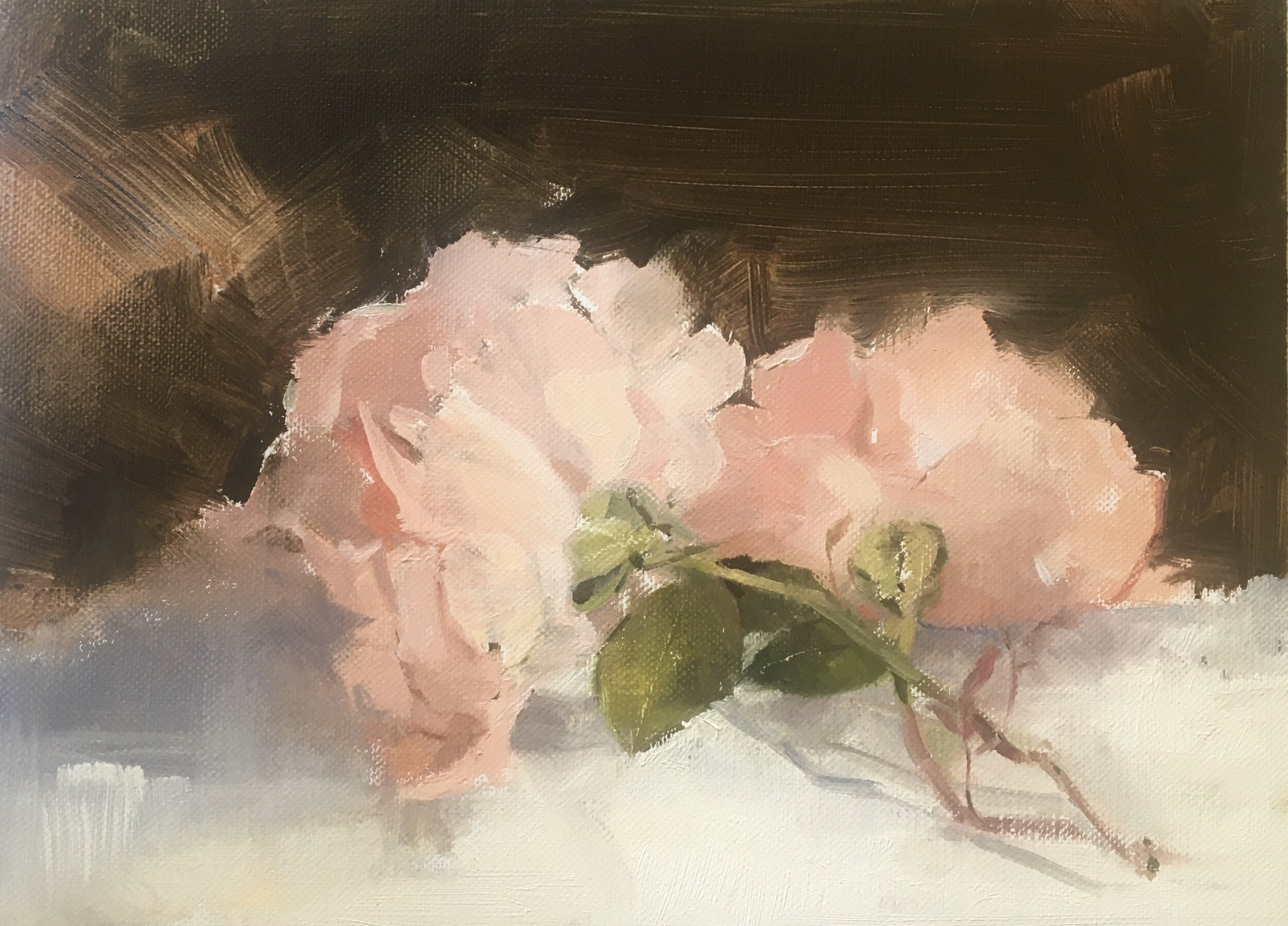 A favourite in the Garden 