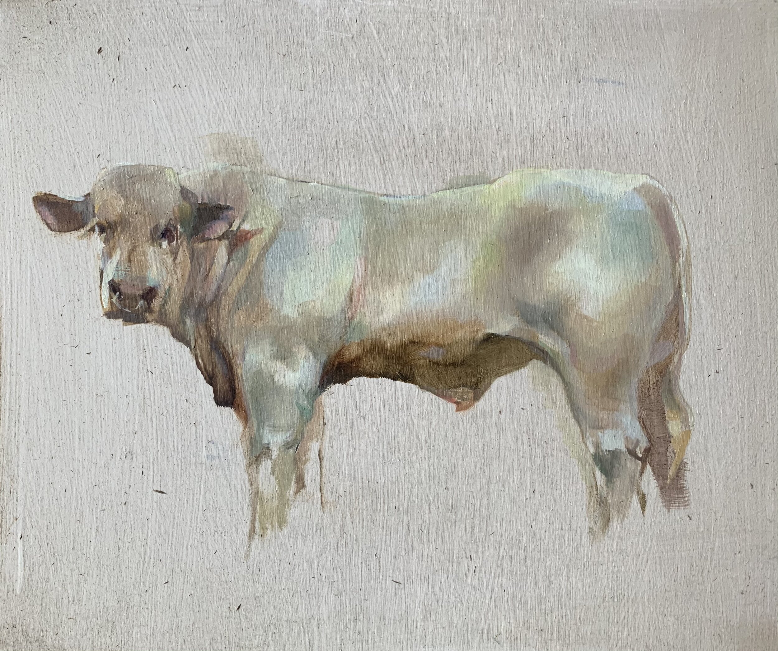 The Charolais Bull.