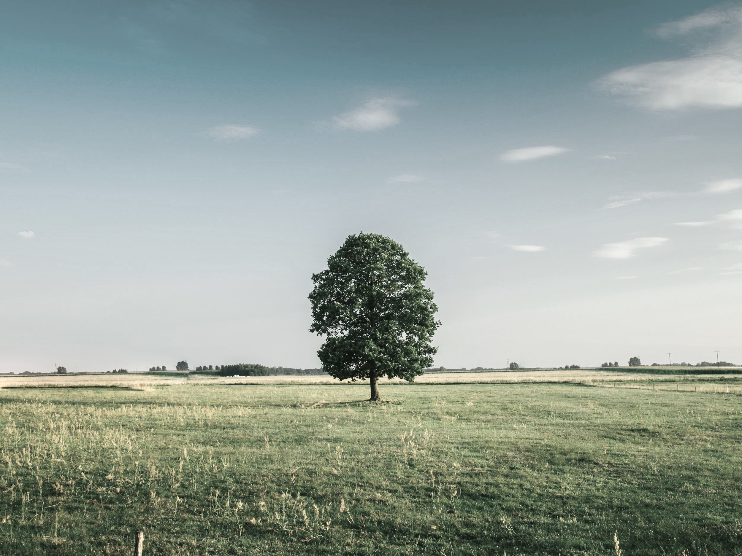tree-field-horizon-countryside-81413.jpg