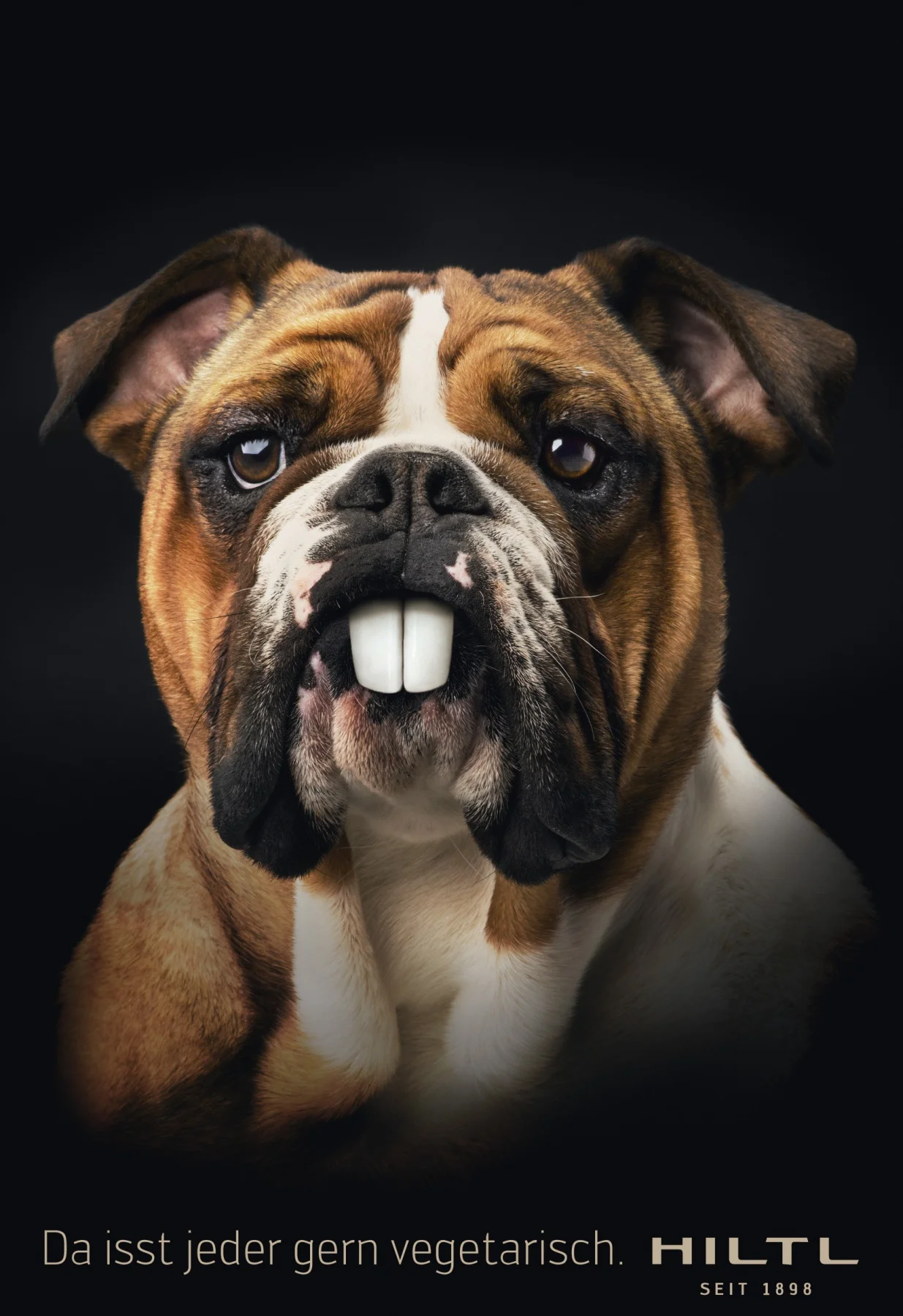 hiltl_hasenzaehne_hund_0.jpg