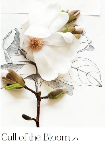Kari Herer's Botanicals - Click Magazine