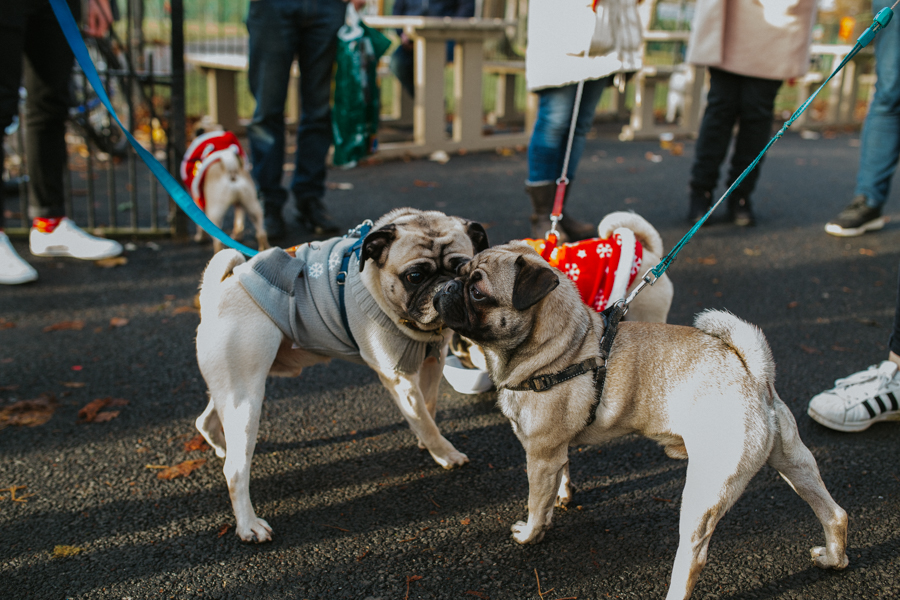 christmas_pug_meeting_liviafigueiredo.com_01.jpg
