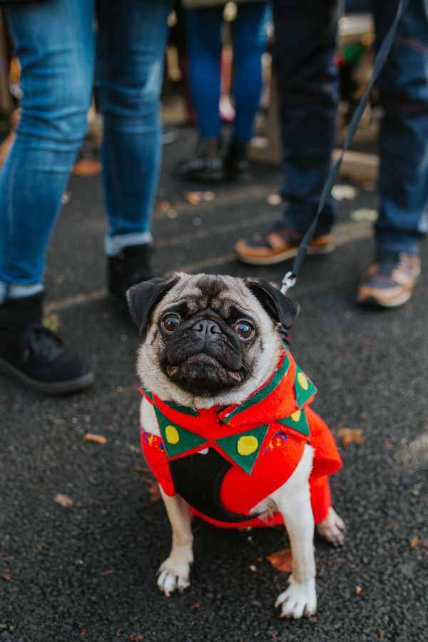 christmas_pug_meeting_liviafigueiredo.com_03.jpg
