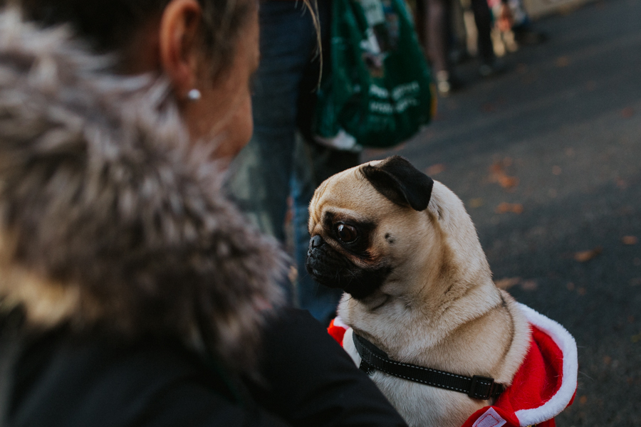 christmas_pug_meeting_liviafigueiredo.com_11.jpg