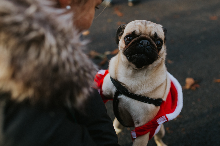 christmas_pug_meeting_liviafigueiredo.com_12.jpg