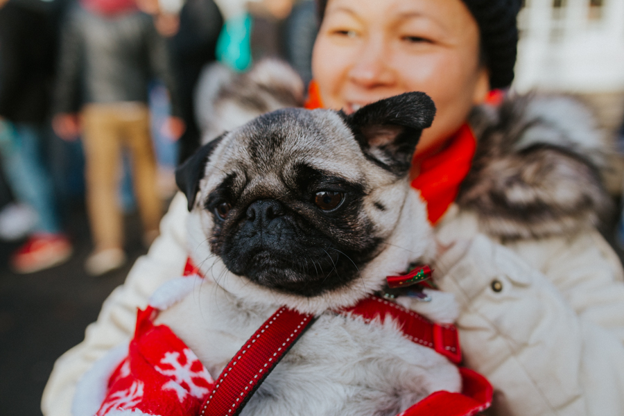 christmas_pug_meeting_liviafigueiredo.com_22.jpg