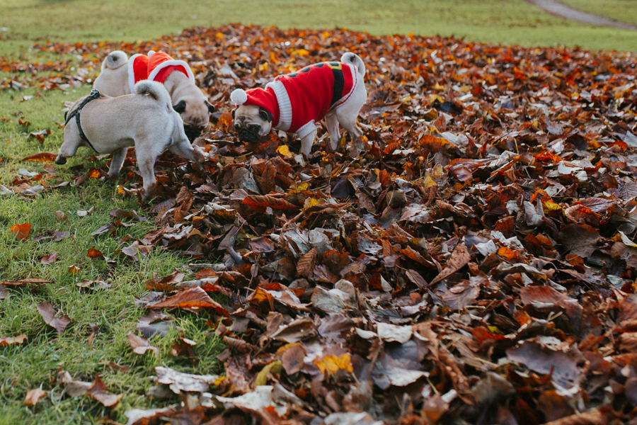 christmas_pug_meeting_liviafigueiredo.com_28.jpg