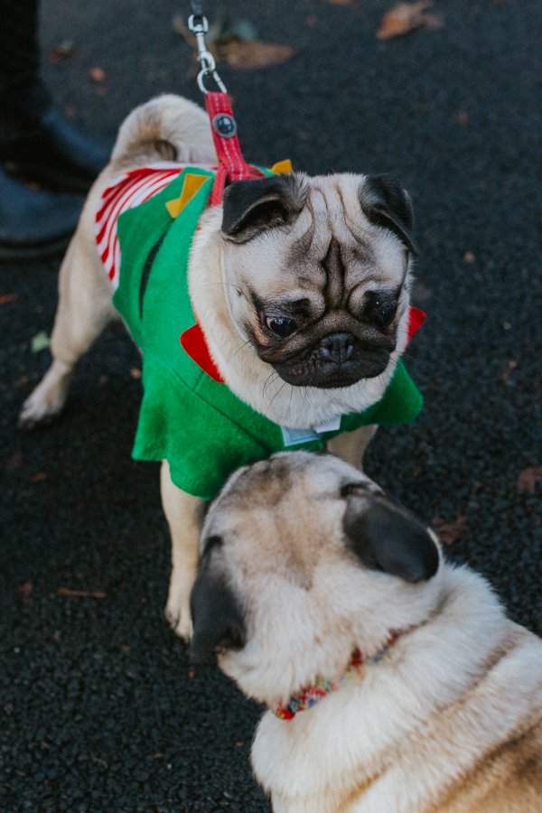 christmas_pug_meeting_liviafigueiredo.com_36.jpg