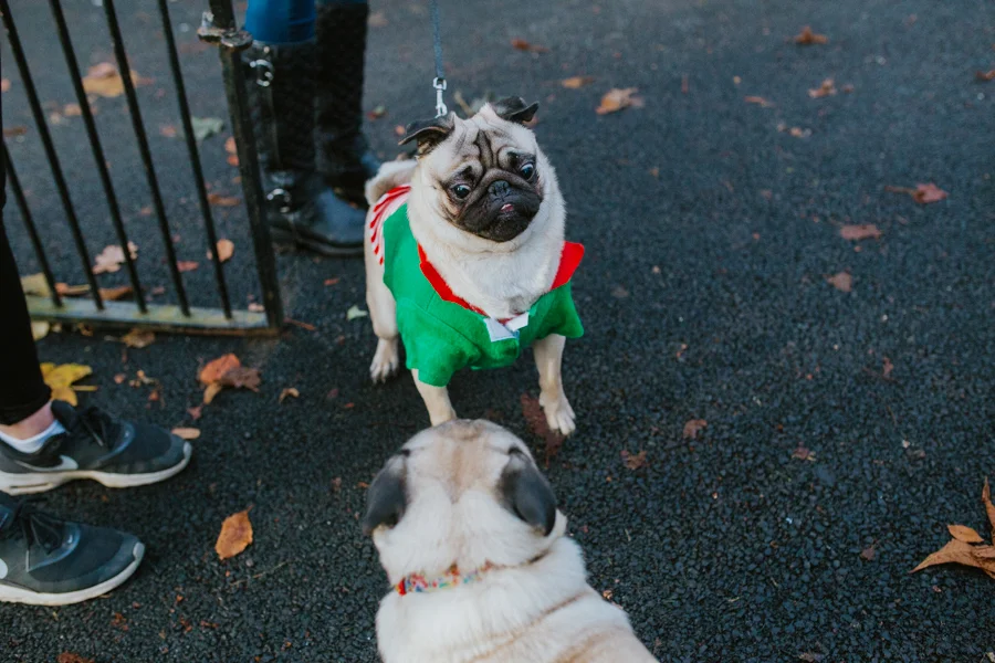 christmas_pug_meeting_liviafigueiredo.com_37.jpg