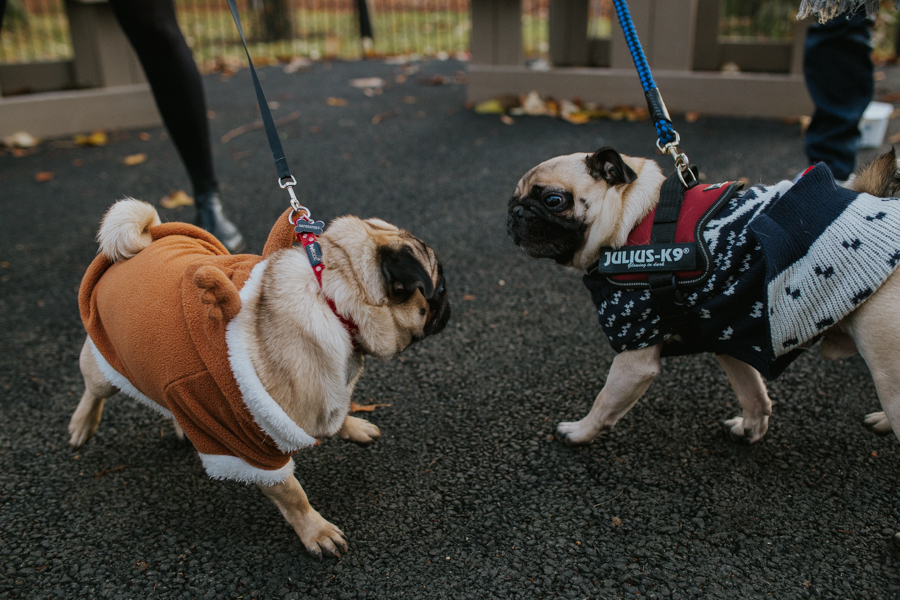 christmas_pug_meeting_liviafigueiredo.com_58.jpg